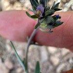 Linaria arvensis Λουλούδι