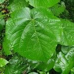 Neoboutonia macrocalyx Leaf