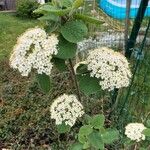 Viburnum lantana Цвят