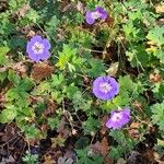 Geranium platypetalum Цвят