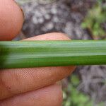 Gahnia novocaledonensis Hoja