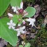 Menyanthes trifoliata Kvet