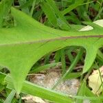 Lactuca indica Blatt