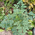 Millingtonia hortensis Leaf