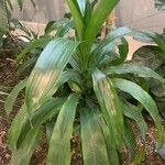 Dracaena angustifolia برگ