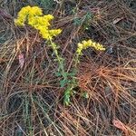 Solidago nemoralis Lehti