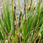 Carex nigra Květ