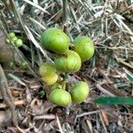 Ficus hispida Frukto