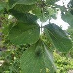 Erythrina sigmoidea Blatt