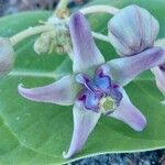 Calotropis giganteaफूल