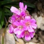 Armeria alpina Flower