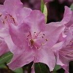 Rhododendron oreotrephes Květ