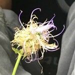 Phyteuma orbiculare Květ