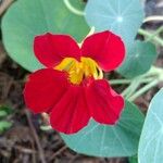 Tropaeolum minus Flower