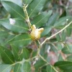 Cupaniopsis fruticosa Fruit
