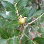 Cupaniopsis fruticosa ഫലം