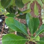 Pittosporum viridiflorum Blad