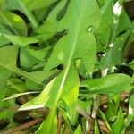 Taraxacum cucullatiforme Likasa