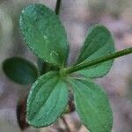 Galium rotundifolium Φύλλο