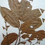 Protium opacum Otro