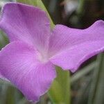 Tillandsia esseriana Квітка