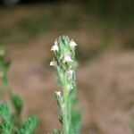 Linaria arenaria Habitus