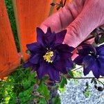 Aquilegia alpinaЦвят