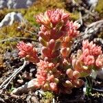 Sedum atratum Hábito