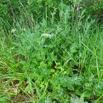 Silene latifolia Alkat (teljes növény)