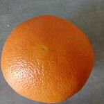 Citrus × aurantium Fruct