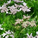 Coriandrum sativum Flower