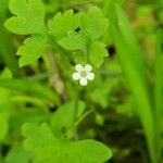 Nemophila aphylla