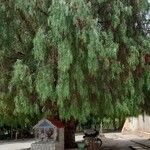 Schinus molle موطن