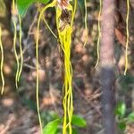 Strophanthus sarmentosus Flower