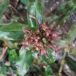 Family Myrtaceae Genus syzigium species aromaticumFlower