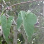Ipomoea rubens Лист
