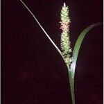 Carex bushii Квітка
