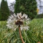 Taraxacum sect. Taraxacumফুল