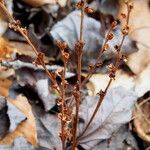 Epifagus virginiana Συνήθη χαρακτηριστικά