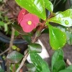 Euphorbia geroldii Цветок