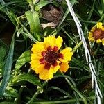 Coreopsis tinctoria Lorea