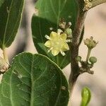 Ziziphus spina-christi Çiçek