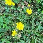 Crepis micrantha Flower