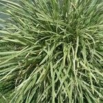 Carex ornithopoda Blad