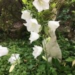 Campanula persicifoliaFlower