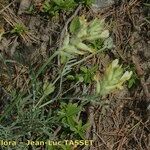 Astragalus vesicarius Vekstform