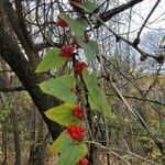 Cocculus carolinus Frukt