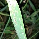 Avena barbata Leaf