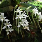 Cyrtorchis okuensis Flower