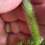 Setaria viridis Çiçek